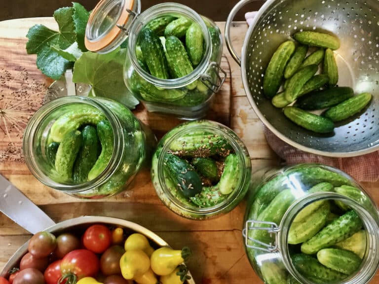 Cucumbers packed into jars for pickling