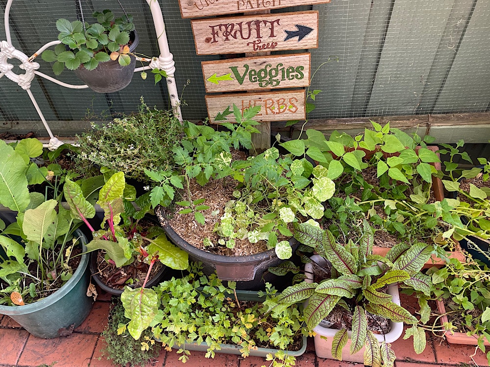 Container Garden Ideas - How To Find FREE Containers For Your Vegetable  Garden 