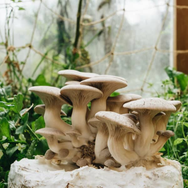 Learn the art of mushroom cultivation and you could be eating homegrown mushies just like these.
