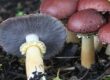 Mushroom foraging - learn how 1
