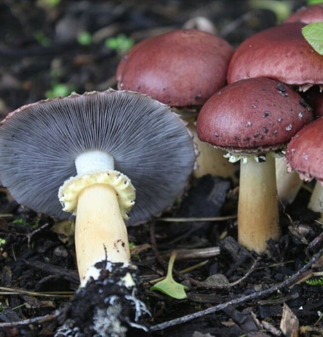 Mushroom foraging - learn how 1