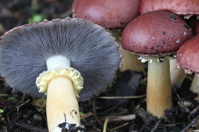Mushroom foraging – learn how 1 Mushroom foraging - learn how 1