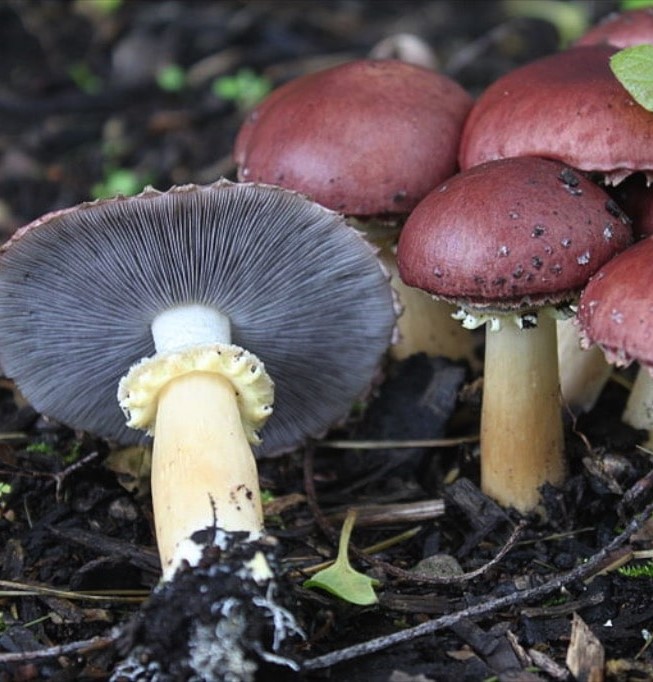 Mushroom foraging - learn how 1