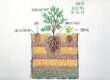 How to plant in a no-dig pot