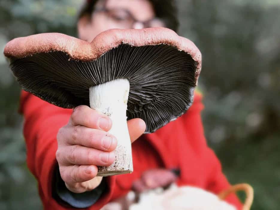 King Stropharia mushroom - home grown