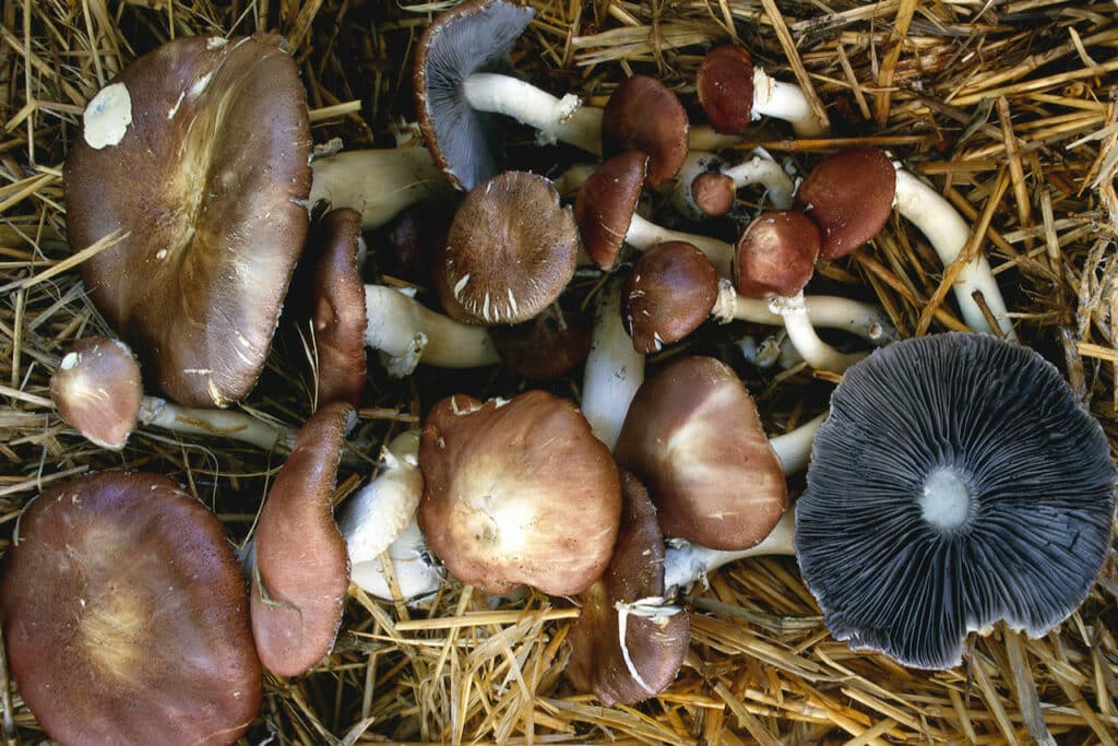 Stropharia rugosoannulata