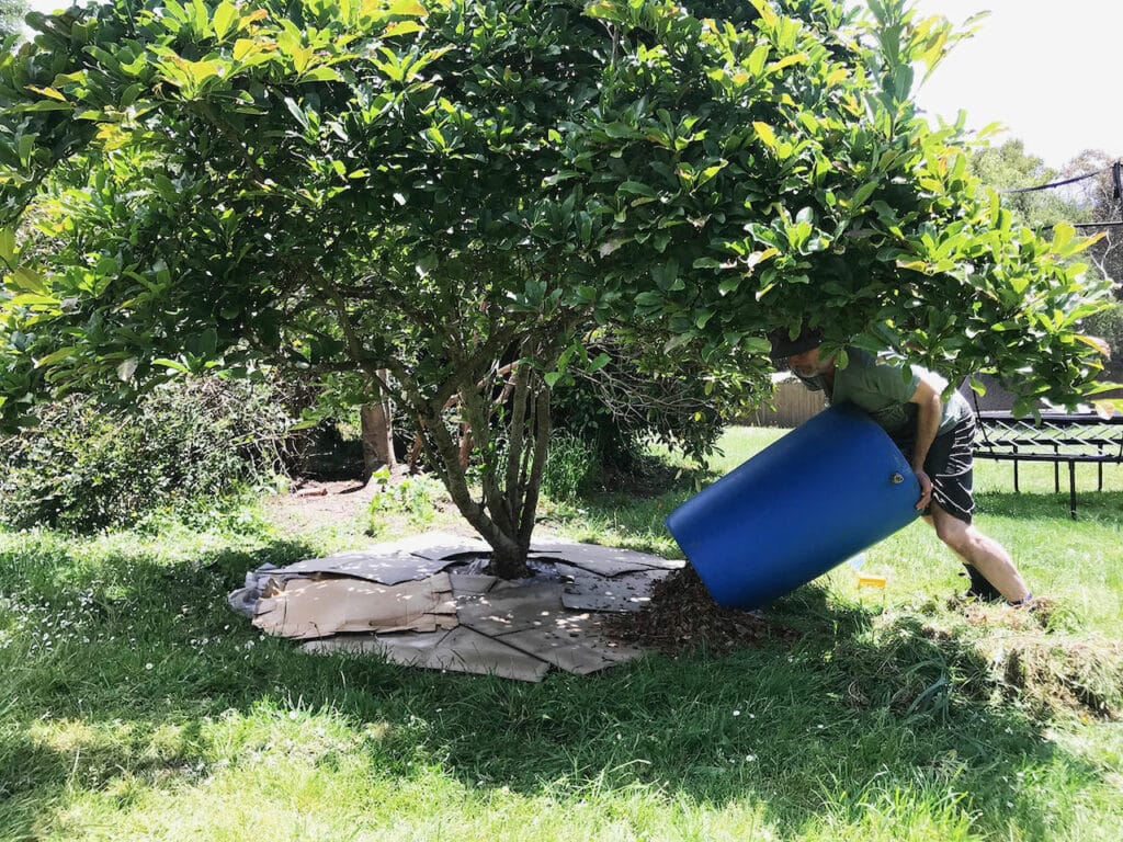 Growing mushrooms in the garden under trees, with woodchips