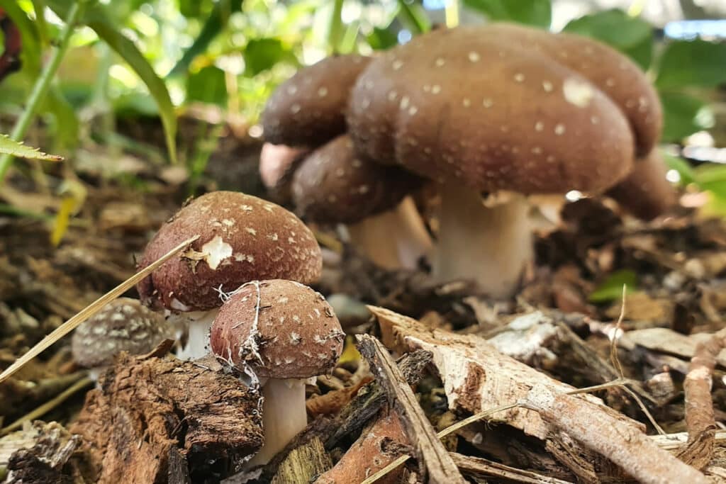 King Stropharia (Stropharia rugosoannulata)