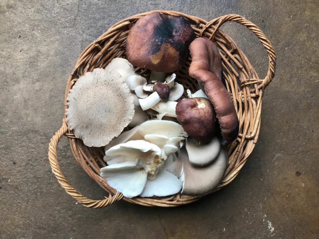 Harvested home grown mushrooms