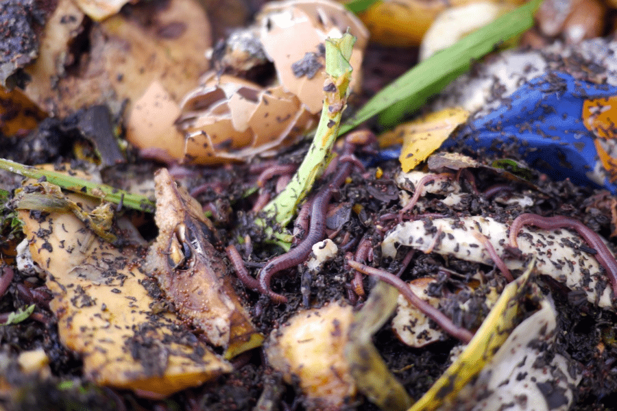 What to put in your compost bin.