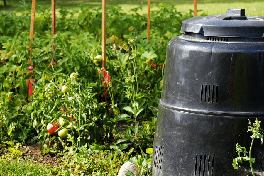 A black compost bin ideally situated right beside a tomato-growing veggie bed.