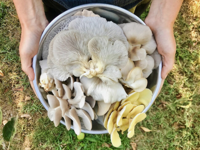 why-we-cultivate-the-way-we-do-1