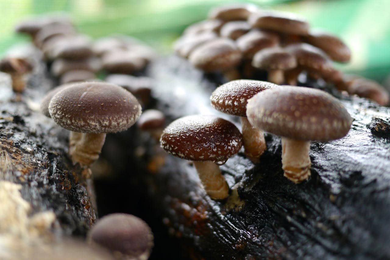 Growing mushrooms on logs 1 – 1
