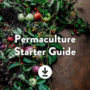 Permaculture Starter Guide - steps to a climate positive life.