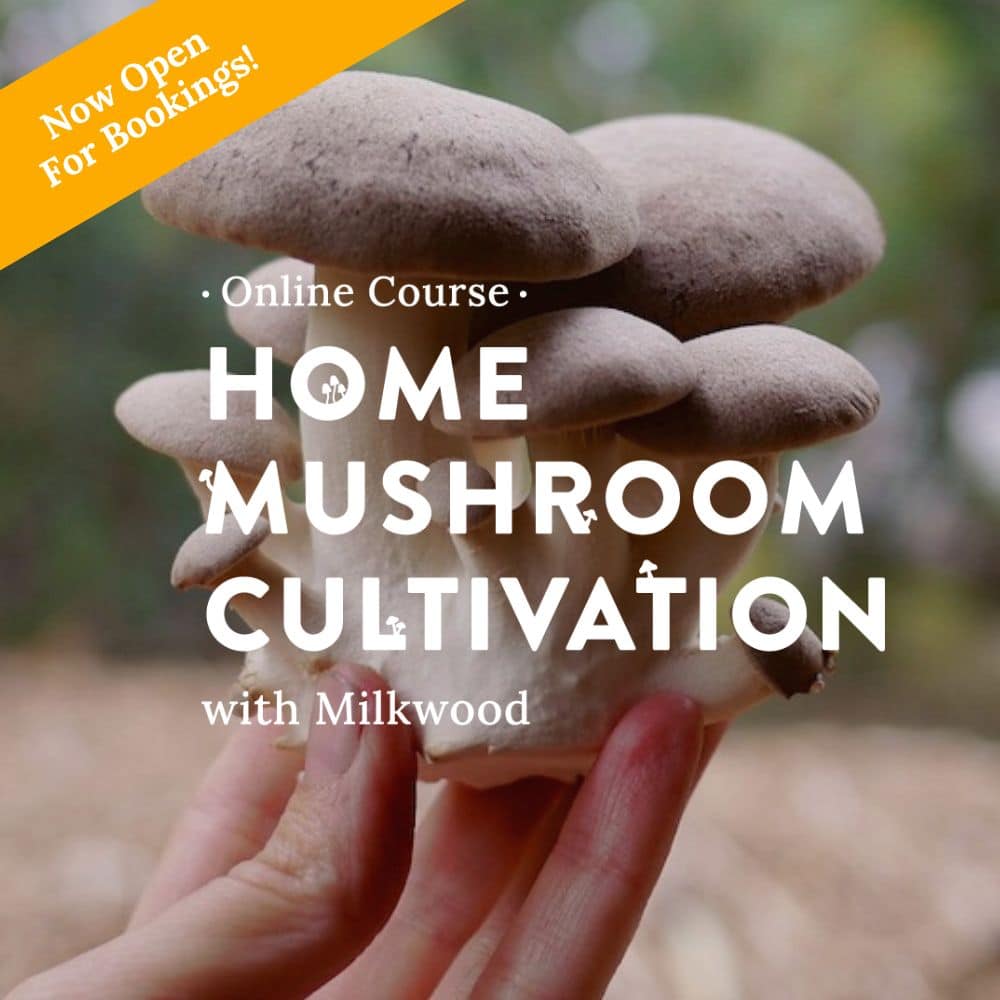 Home Mushroom Cultivation course - now open for bookings