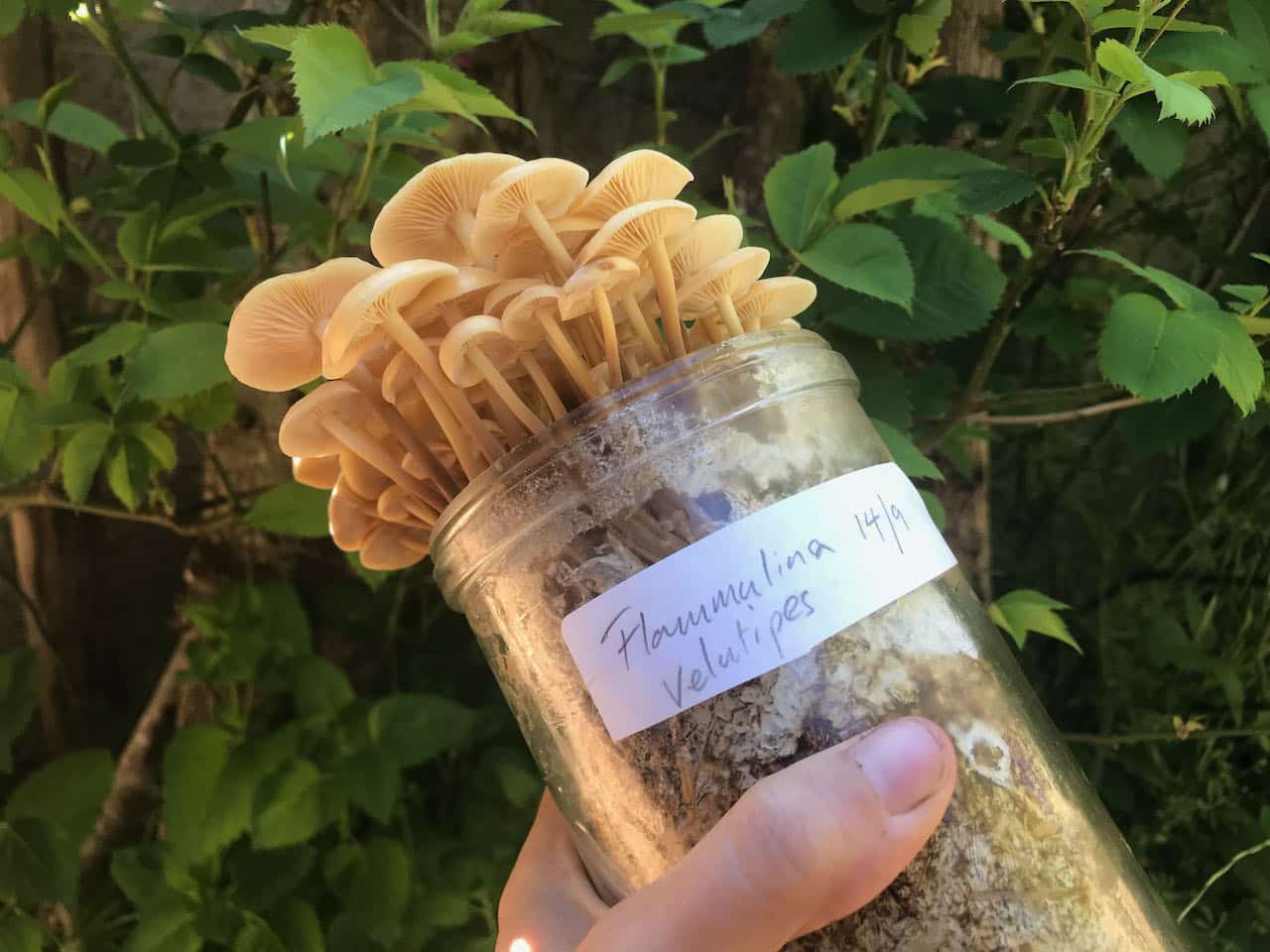 Pickling Mushrooms, Two Ways a LactoFerment + a Salted Recipe Milkwood