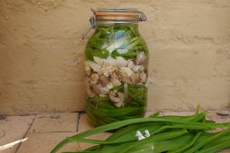 mushroom-pickles-6-of-9 Delicious pickled mushrooms in a jar.
