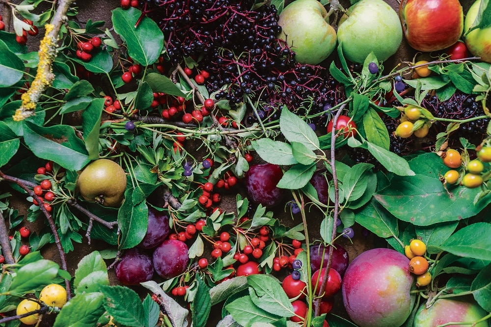 A big pile of beautiful foraged fruit.