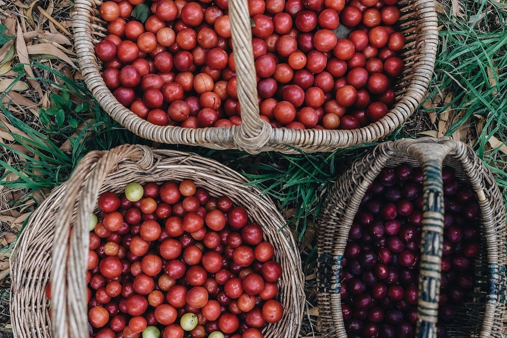 Baskets full of foraged wild fruit.