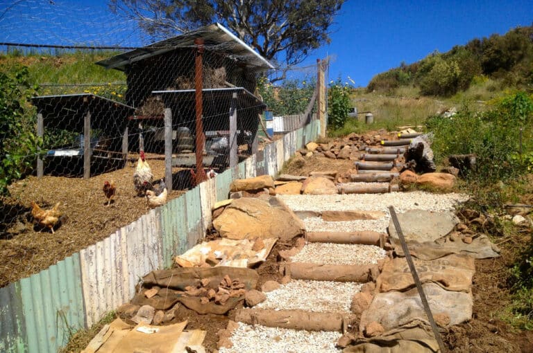 Timber steps built into a slope beside the chook house