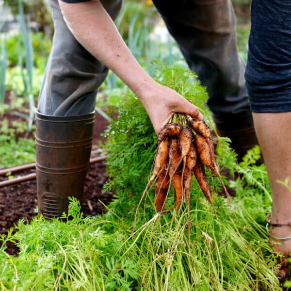 Vegetable Gardening