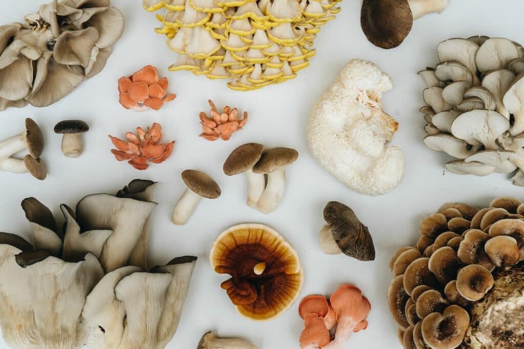 10 Best Mushrooms to Grow at Home