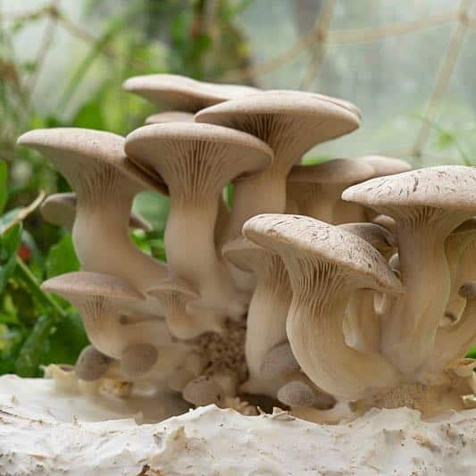 10 Best Mushrooms to Grow at Home