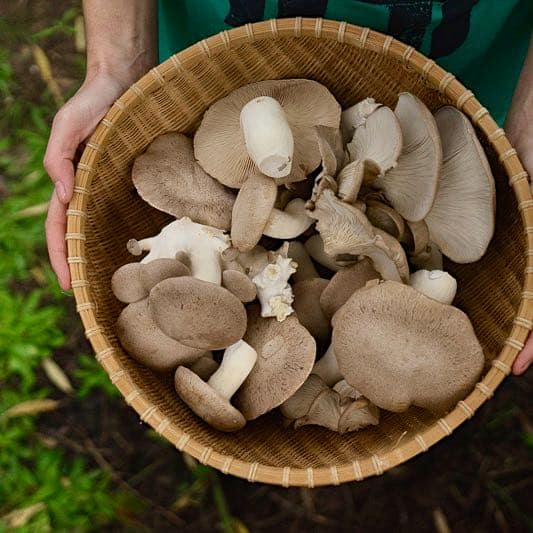 10 Best Mushrooms to Grow at Home