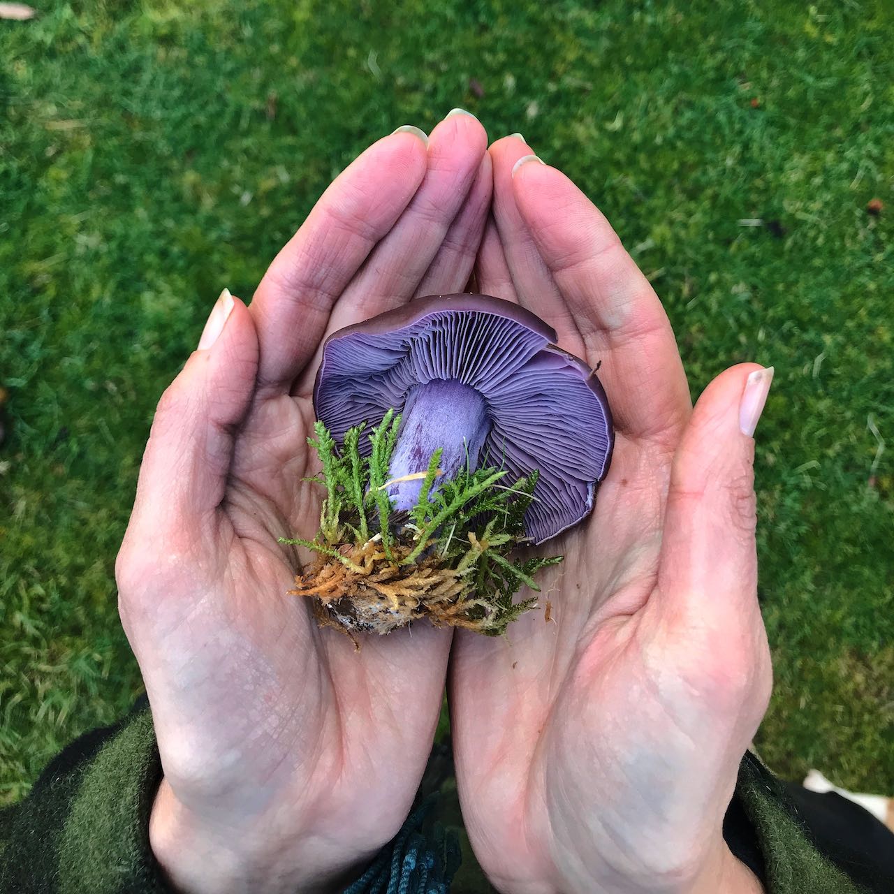 10 Best Mushrooms to Grow at Home Milkwood