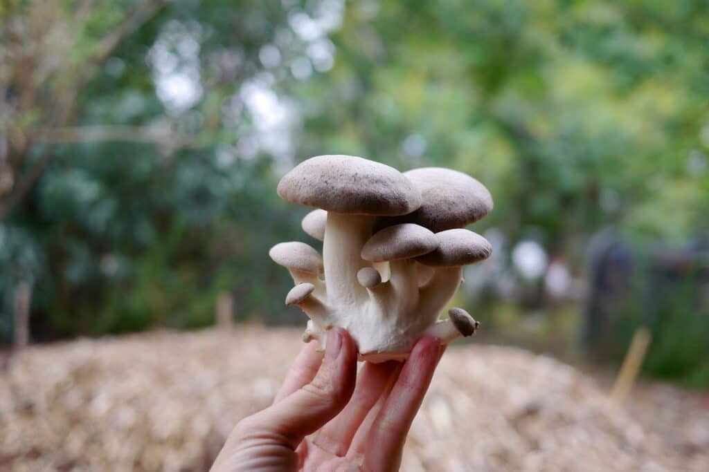 10 Best Mushrooms to Grow at Home