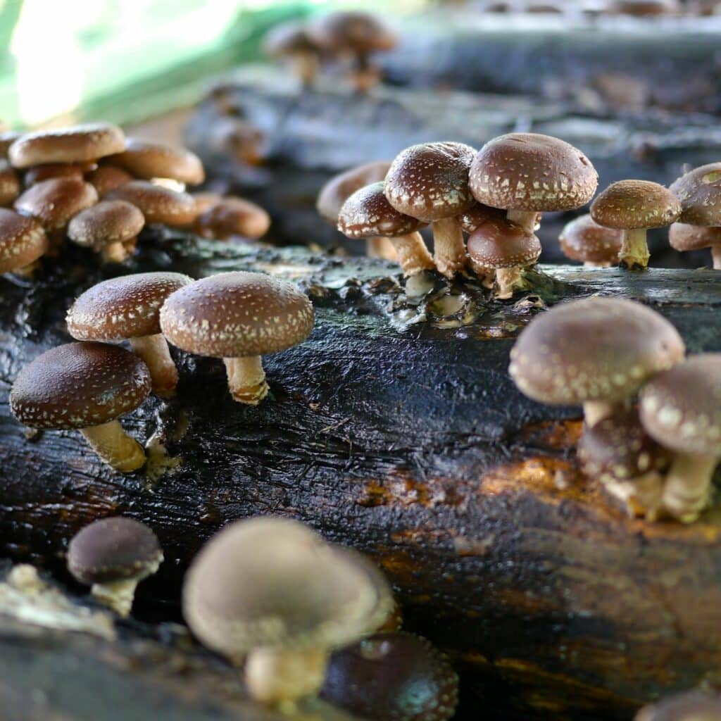 10 Best Mushrooms to Grow at Home - Shiitakes growing on eucalyptus logs