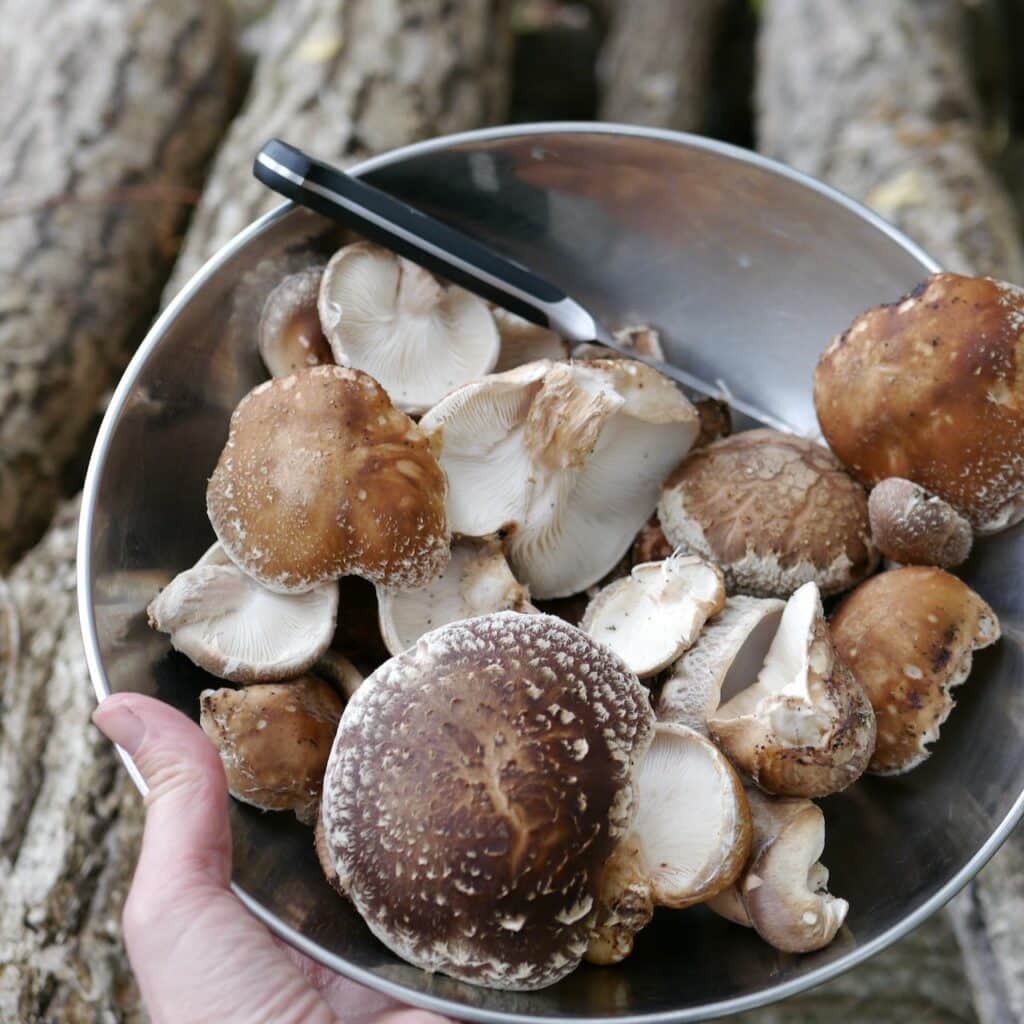 10 Best Mushrooms to Grow at Home - home harvest of shiitakes off oak logs