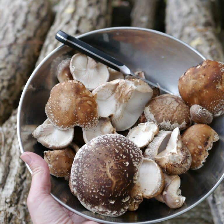 10 Best Mushrooms to Grow at Home Milkwood