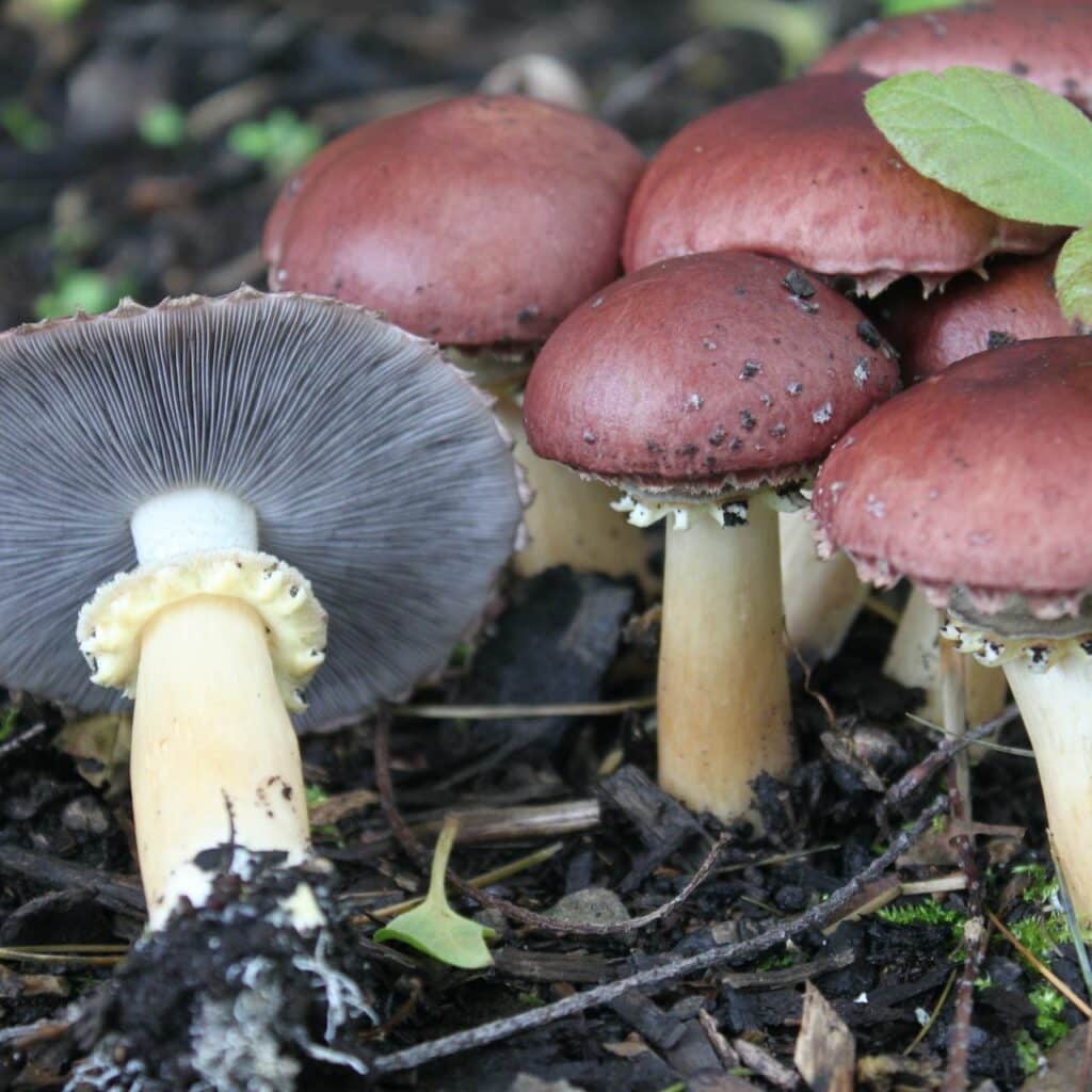 10 Best Mushrooms to Grow at Home