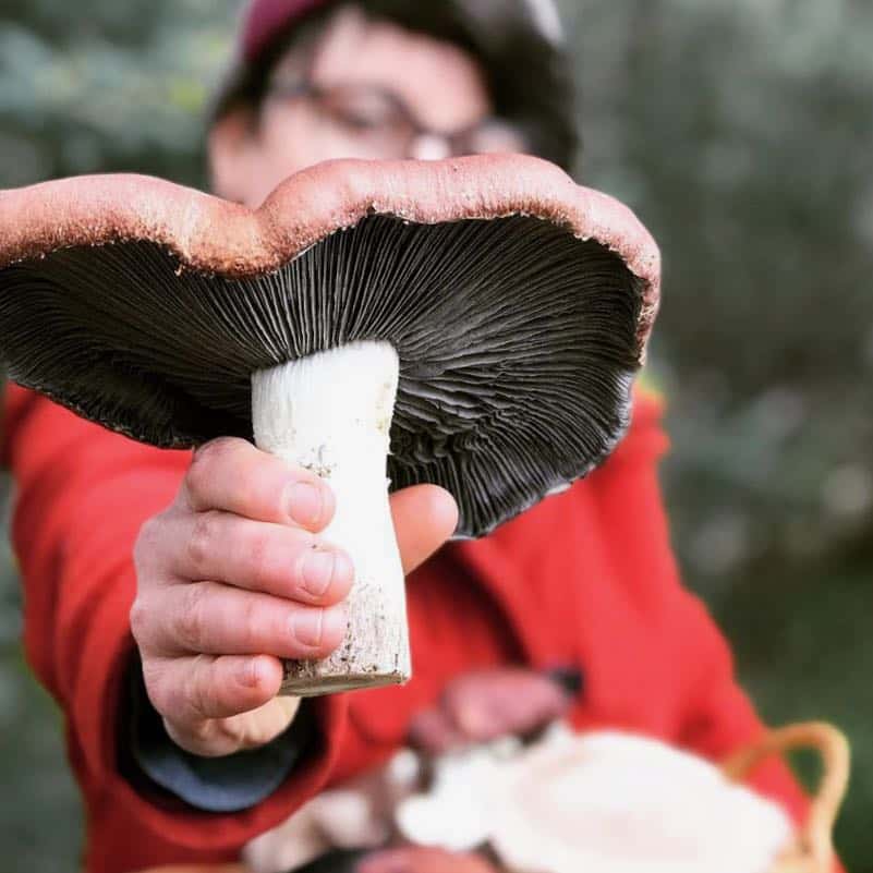 10 Best Mushrooms to Grow at Home