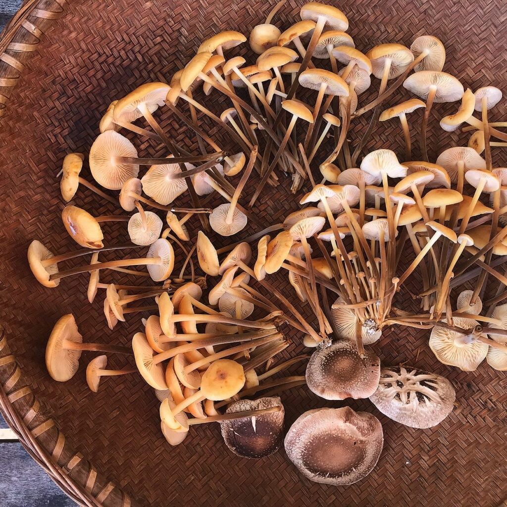 10 Best Mushrooms to Grow at Home