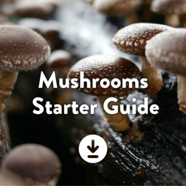 Mushroom Cultivation beginners guide