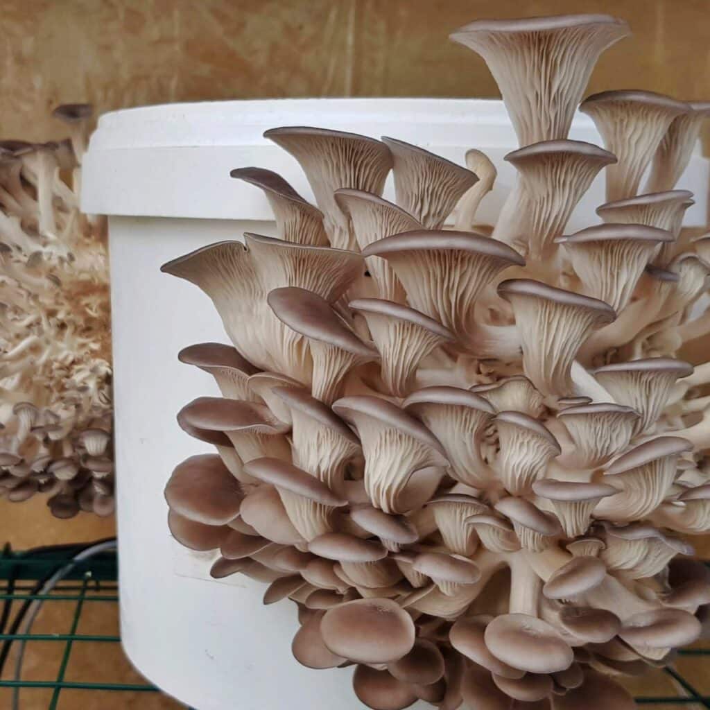 10 Best Mushrooms to Grow at Home - Oysters growing in buckets