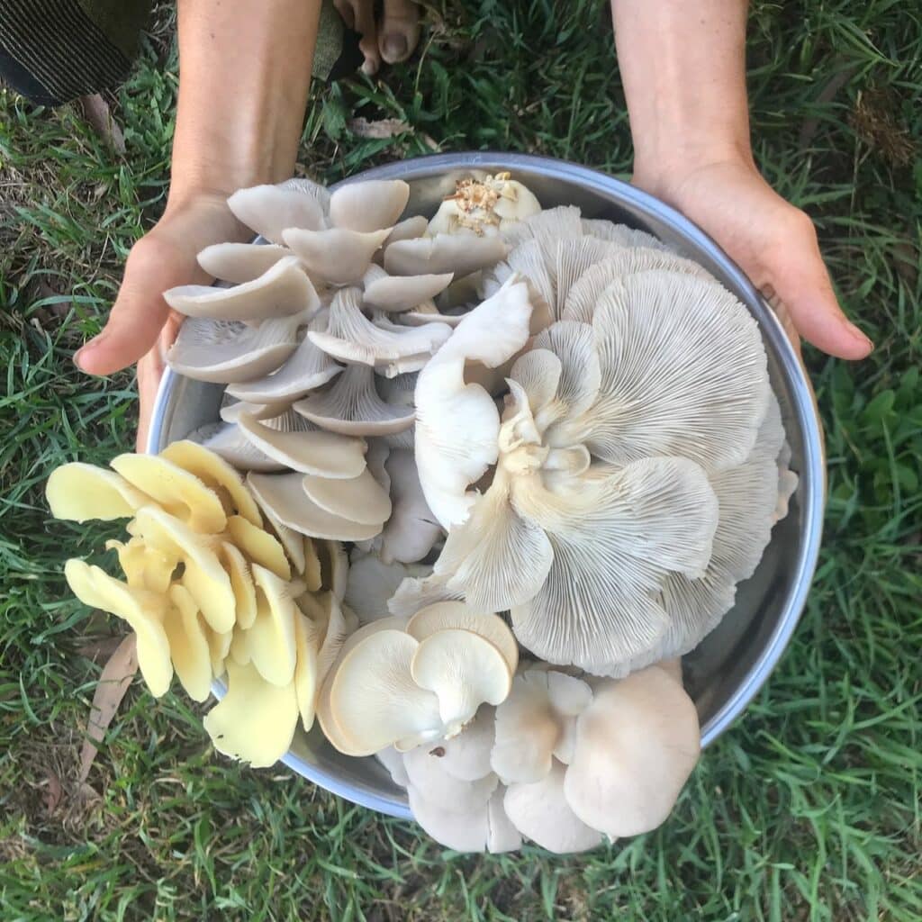 10 Best Mushrooms to Grow at Home - A home harvest of pearl and yellow oysters