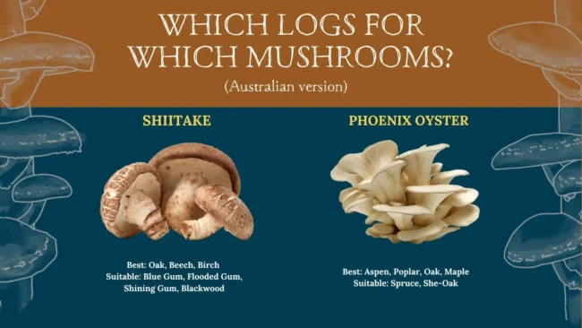 Logs-for-Mushooms-Australia-Milkwood