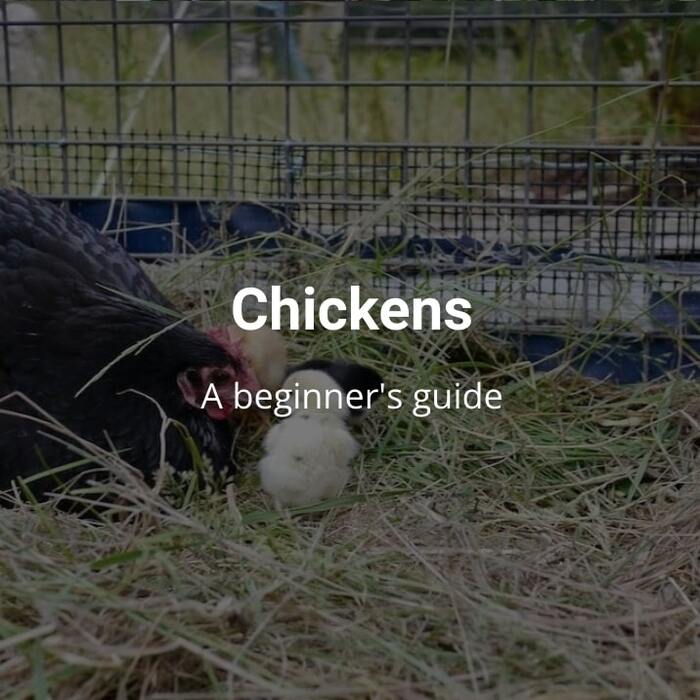 Chickens - a beginners guide