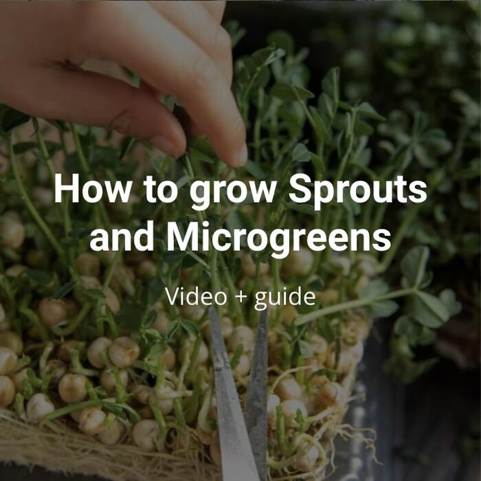 How to grow sprouts and microgreens