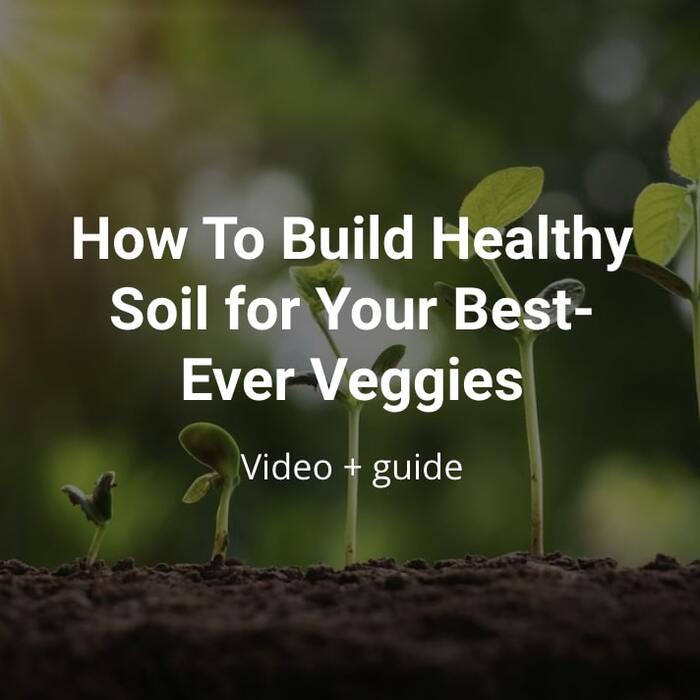 how to build health soil for your best ever veggies