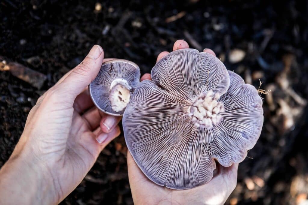 two hands how two purple wood blewit mushrooms, with their gills facing upwards