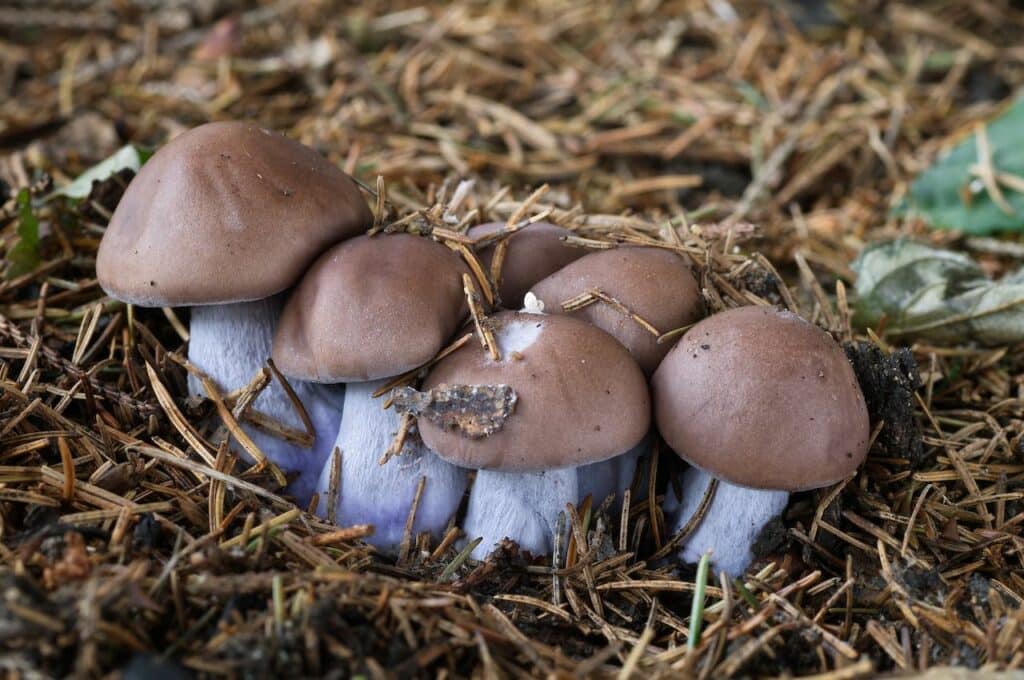 new wood belwit mushrooms emerging from a garden of straw - their caps are tan, and their stipes are purple