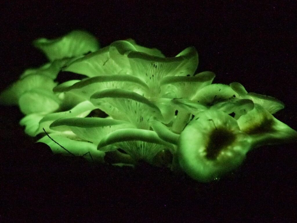 night-time photo of a cluster of green, glowing mushrooms, on a dark background