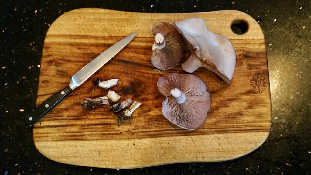 purple wood blewitt mushrooms on a wooden chopping board with a knife, with the stem butts of the mushrooms cut off