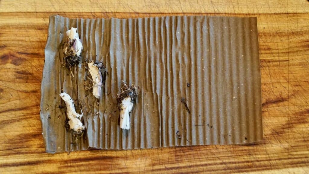 mushroom stem butts with some soil attached lying on a wet piece of corrogated cardboard, ontop of a wooden chopping board