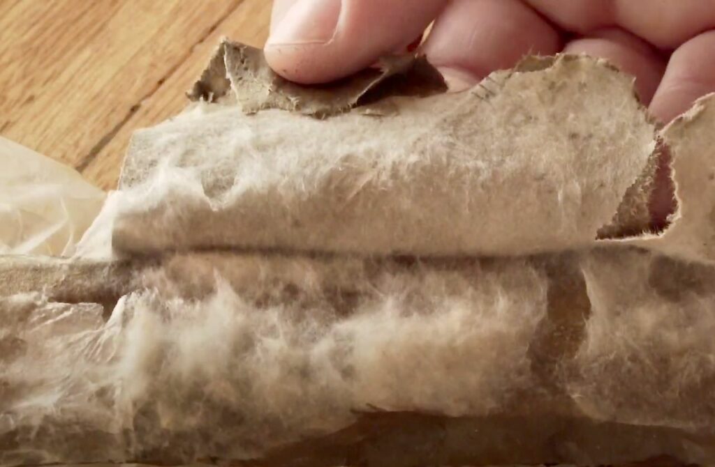 a hand pulls back layers of wet cardboard to reveal fluffy white mycelium growing on the cardboard