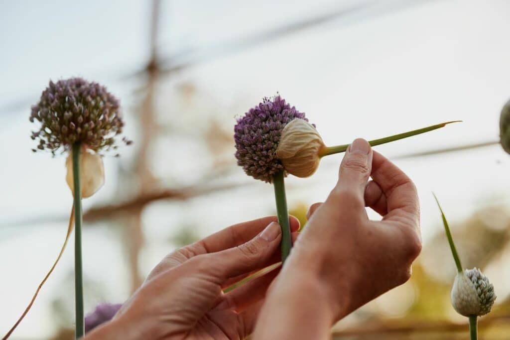 Hands plucking the bract (papery cover) from leak (Allium ampeloprasum) flower heads. Photo by Sam Shelley